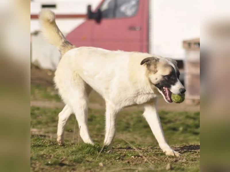 Smilla sucht Traumzuhause!