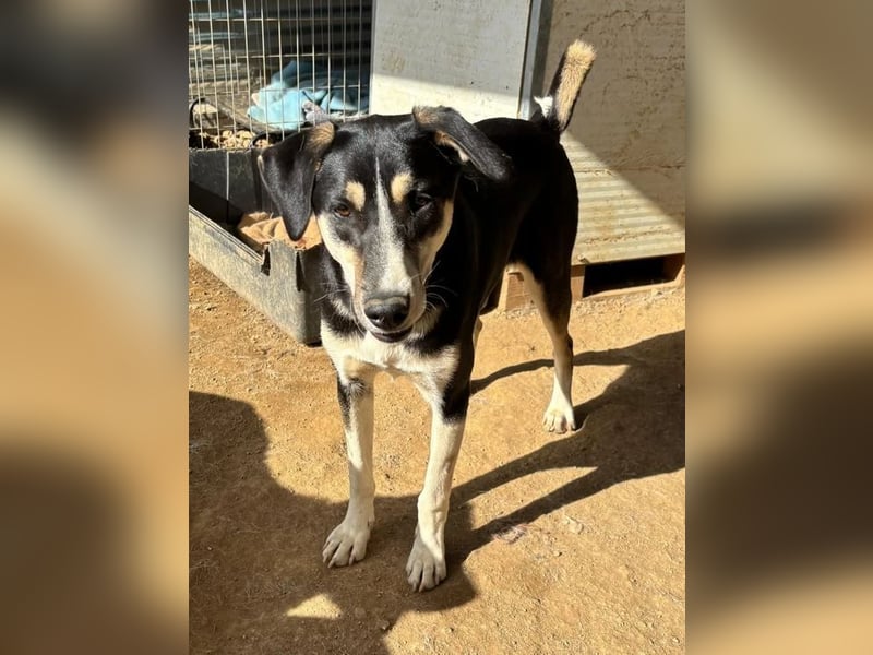 Carlotta – sanfte Hündin sucht ruhiges Zuhause