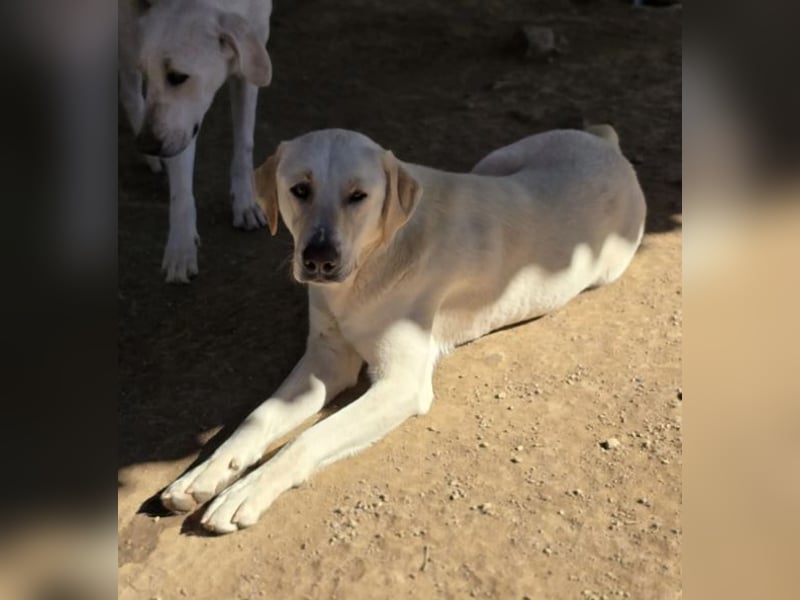 Ernie sucht wundervolles Zuhause!