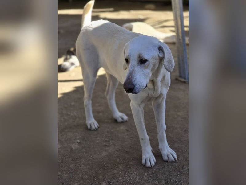 Mina sucht wundervolles Zuhause!