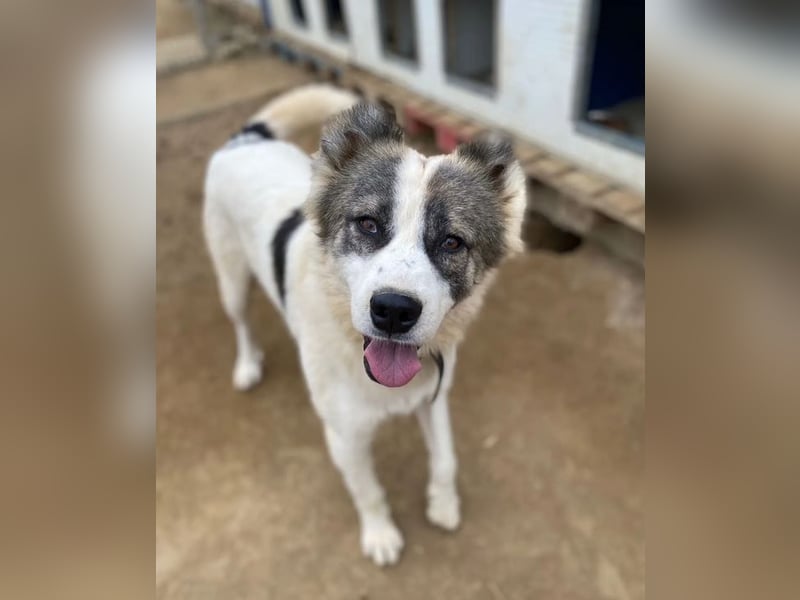 Aris sucht wundervolles Zuhause!