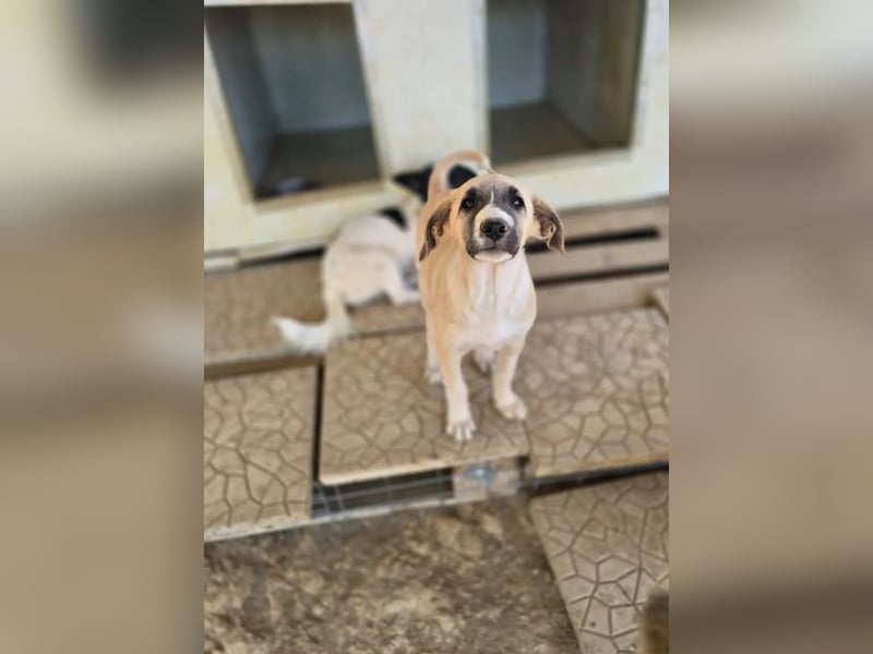 Orlando – tapferer Welpe mit großem Herzen