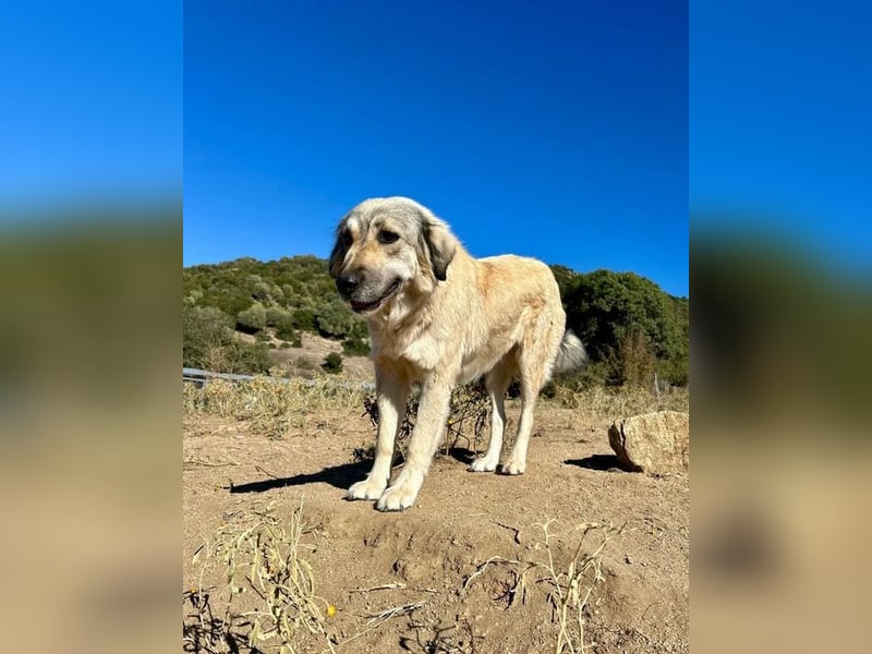 Narami – Freiheitsliebende Hündin mit großem Herzen sucht ihren Platz im Leben!