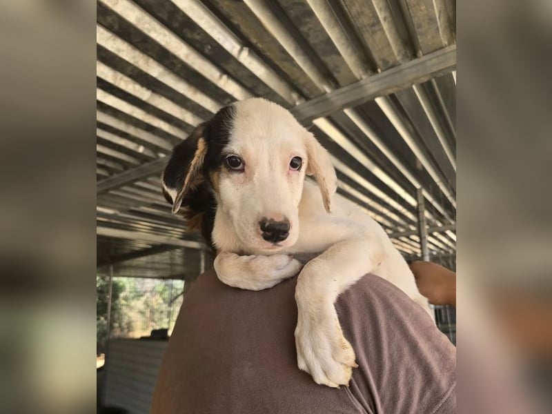 Kleine Miranda sucht ihr großes Glück 