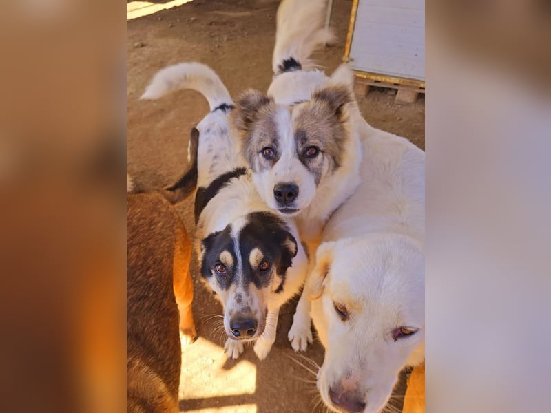 Aris sucht wundervolles Zuhause!