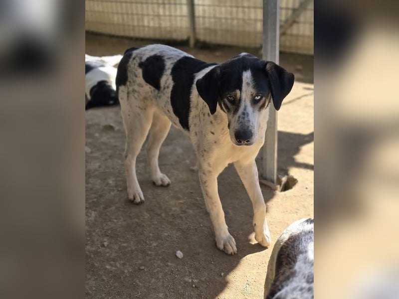 Mario sucht wundervolles Zuhause!