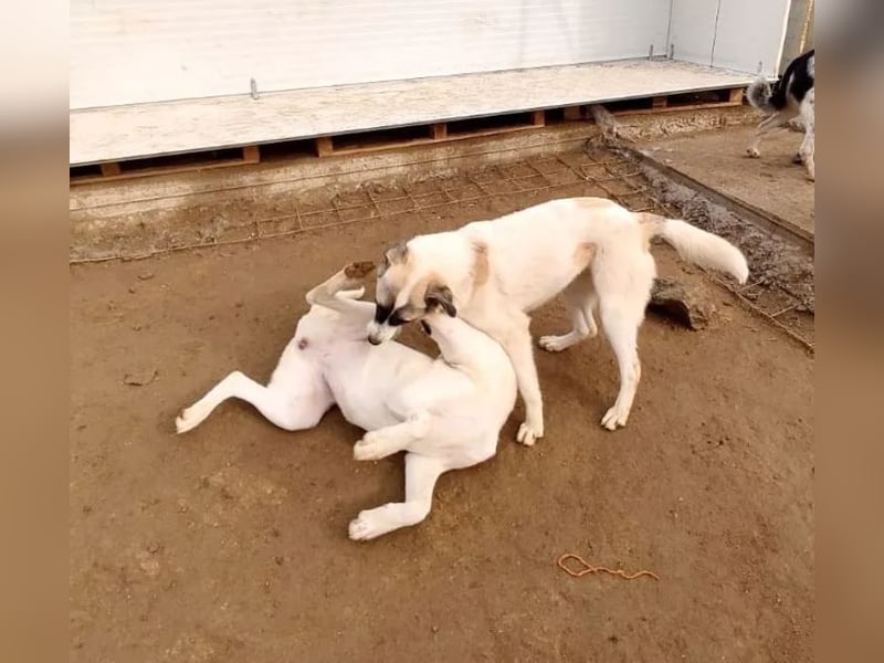 Smilla sucht Traumzuhause!