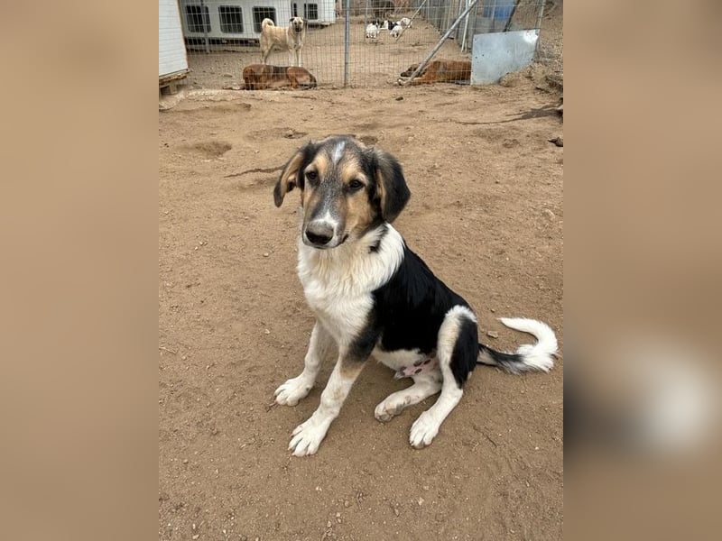 Melvin mit der besonderen Fellzeichnung sucht seine Herzensmenschen!