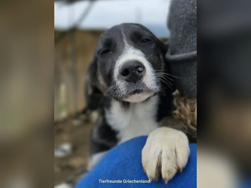 Carlotta – sanfte Hündin sucht ruhiges Zuhause