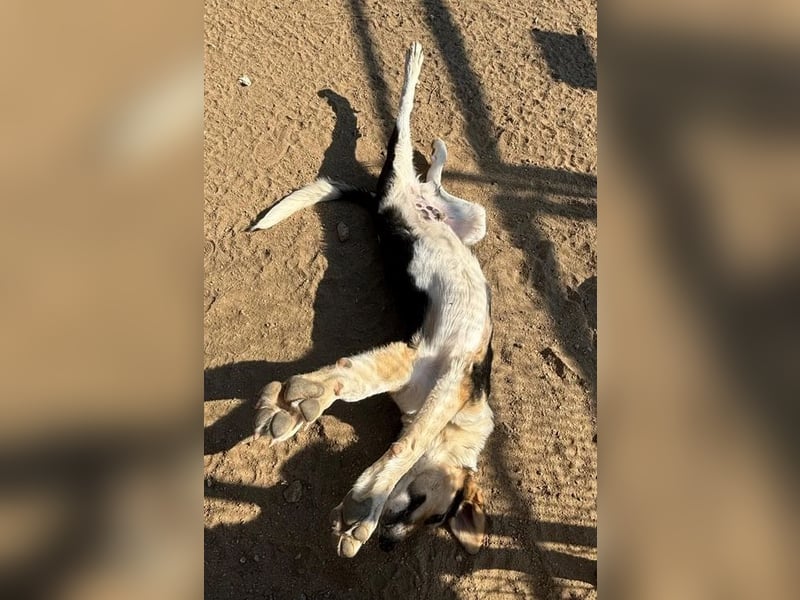 Melvin mit der besonderen Fellzeichnung sucht seine Herzensmenschen!