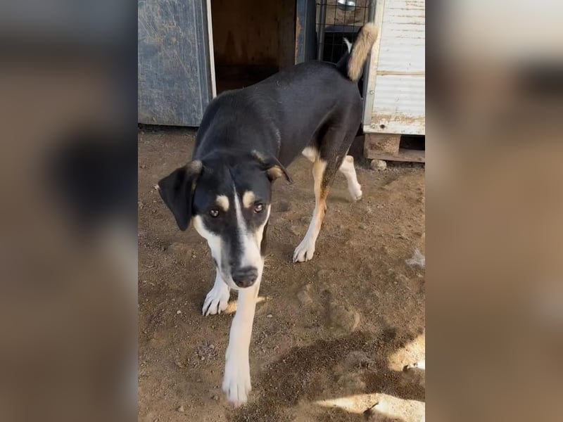 Carlotta – sanfte Hündin sucht ruhiges Zuhause