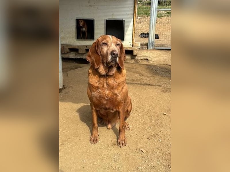 Kayo – Ein älterer Schatz auf der Suche nach Geborgenheit!