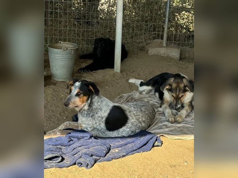 Shio sucht Herzensfreund, der ihm ein liebevolles Zuhause bietet!