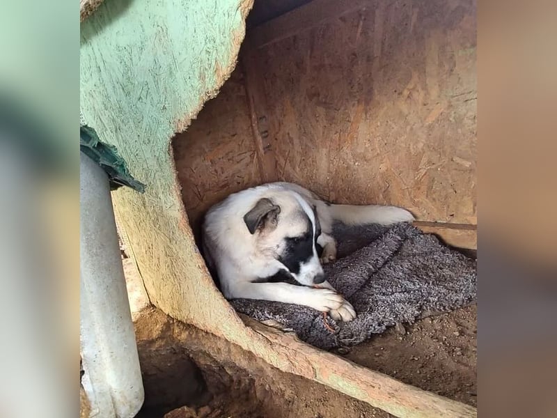 Smilla sucht Traumzuhause!