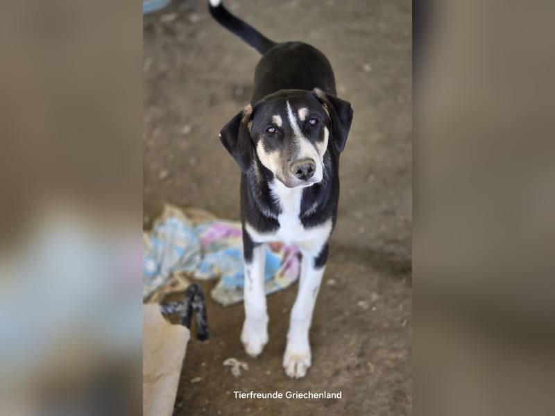 Carlotta – sanfte Hündin sucht ruhiges Zuhause