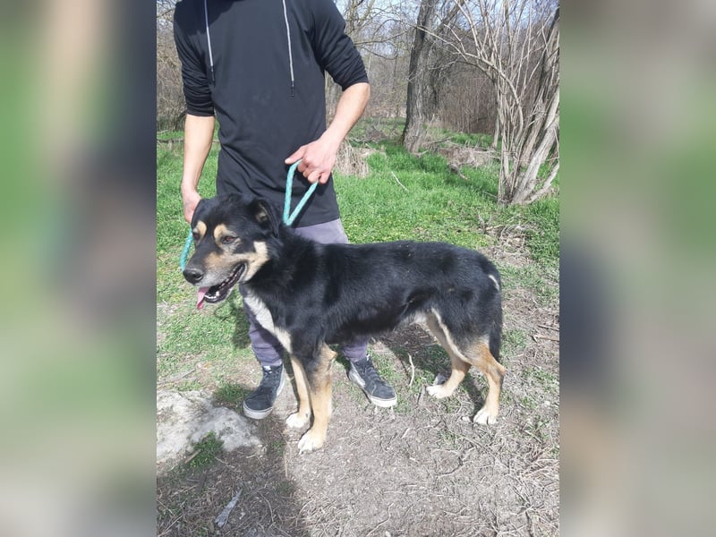 Kacska, schüchterner Mischlings Rüde geb. 2019