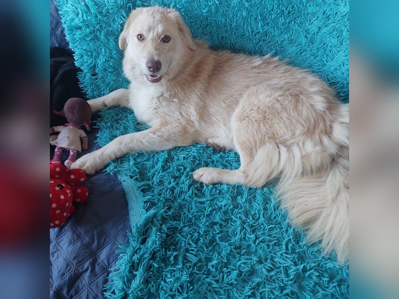 Morrison, liebenswerter Mischlingsrüde geb. 2024