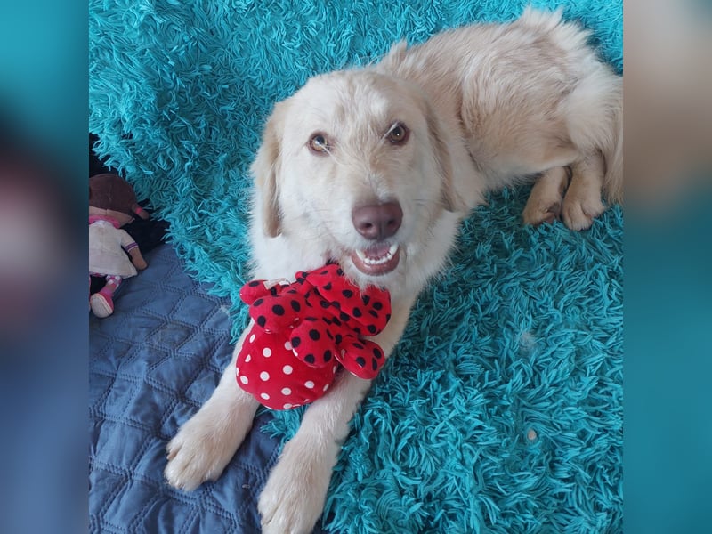 Morrison, liebenswerter Mischlingsrüde geb. 2024