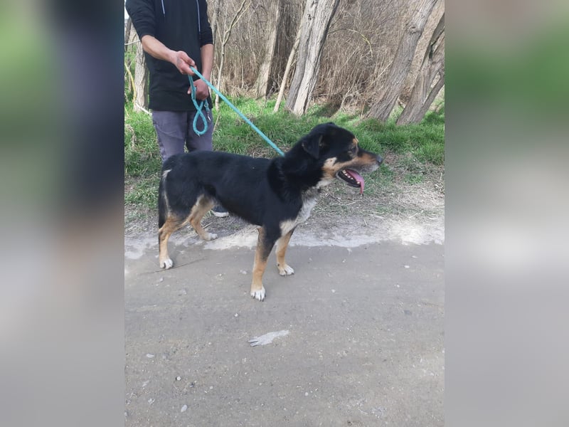 Kacska, schüchterner Mischlings Rüde geb. 2019