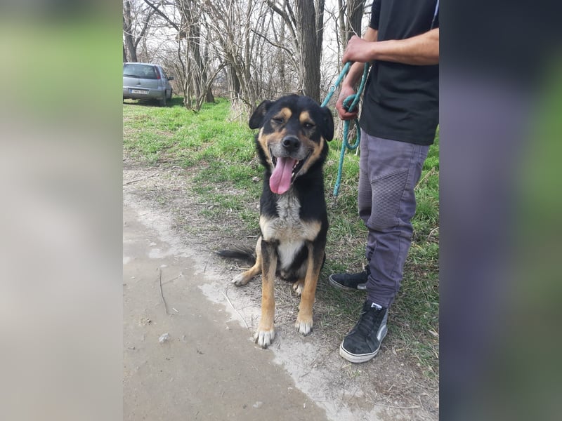 Kacska, schüchterner Mischlings Rüde geb. 2019