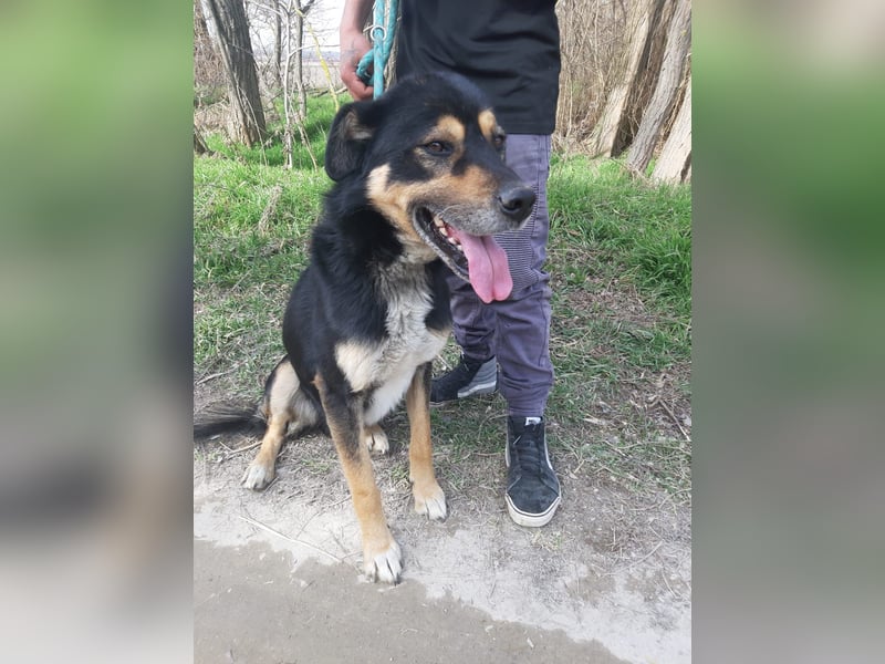 Kacska, schüchterner Mischlings Rüde geb. 2019