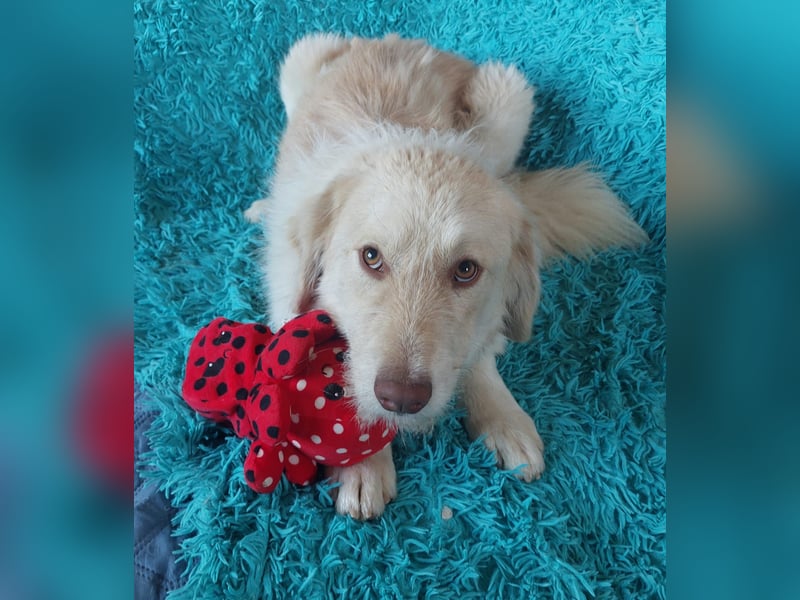 Morrison, liebenswerter Mischlingsrüde geb. 2024