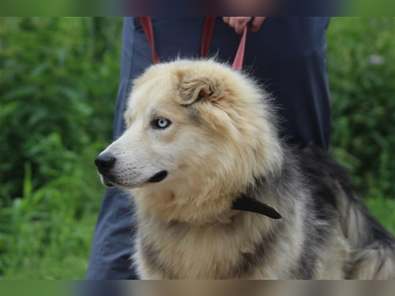 Hugo❤️ein Schatz auf 4 Pfoten!
