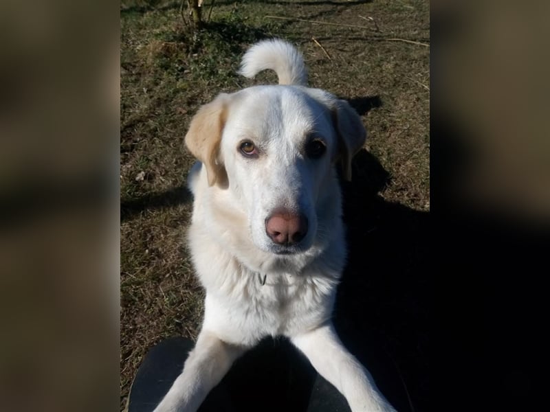 Mary - wünderschöne Hellenikos Pimenikos Mischlingshündin