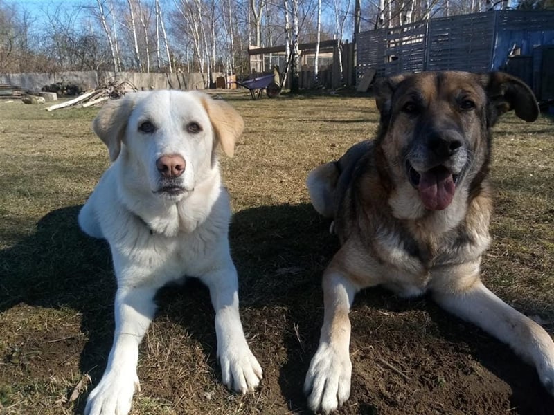 Mary - wünderschöne Hellenikos Pimenikos Mischlingshündin