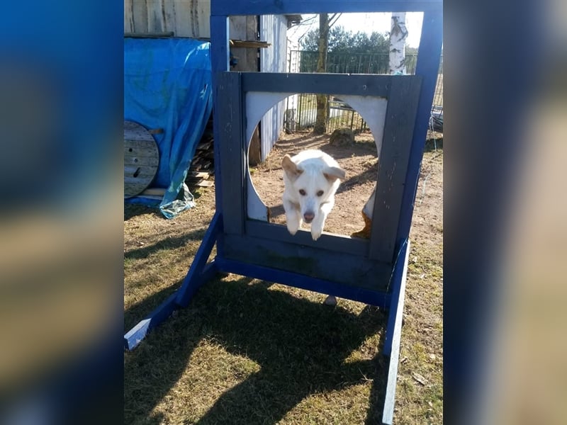 Mary - wünderschöne Hellenikos Pimenikos Mischlingshündin