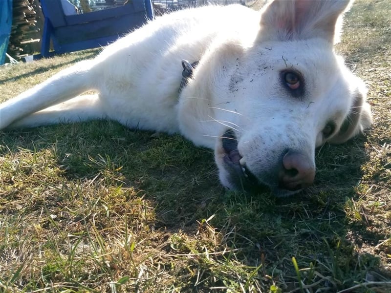Mary - wünderschöne Hellenikos Pimenikos Mischlingshündin