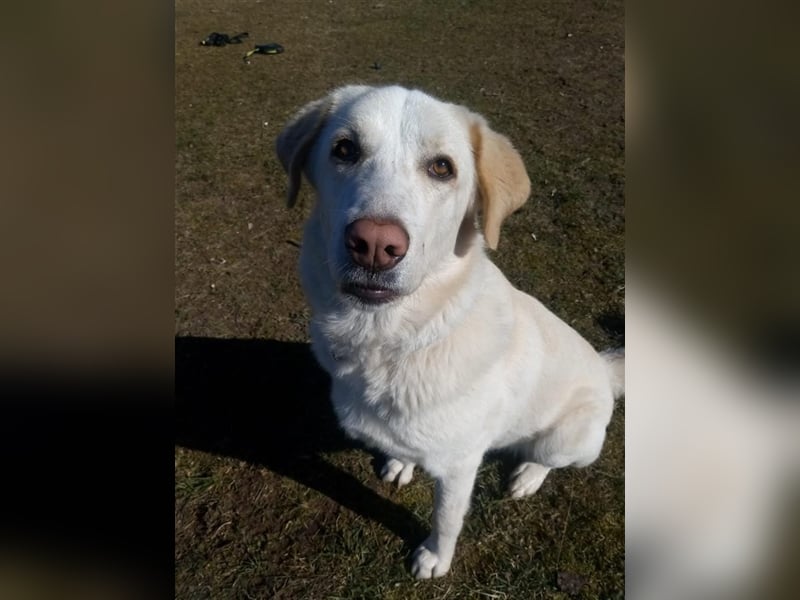 Mary - wünderschöne Hellenikos Pimenikos Mischlingshündin