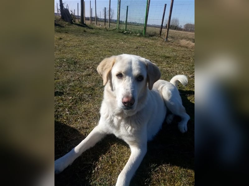 Mary - wünderschöne Hellenikos Pimenikos Mischlingshündin