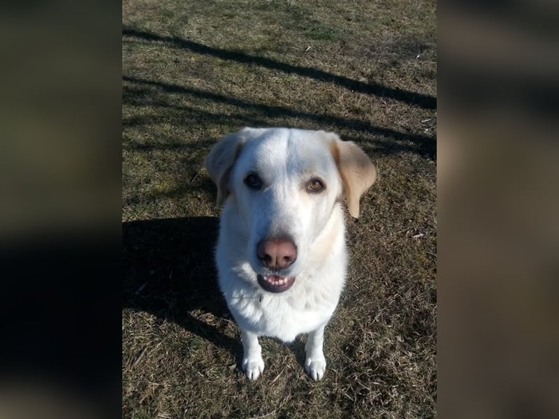 Mary - wünderschöne Hellenikos Pimenikos Mischlingshündin