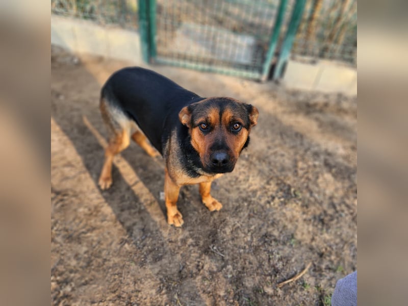 "Kleine" Adél auf der Suche nach ihrem großen Glück