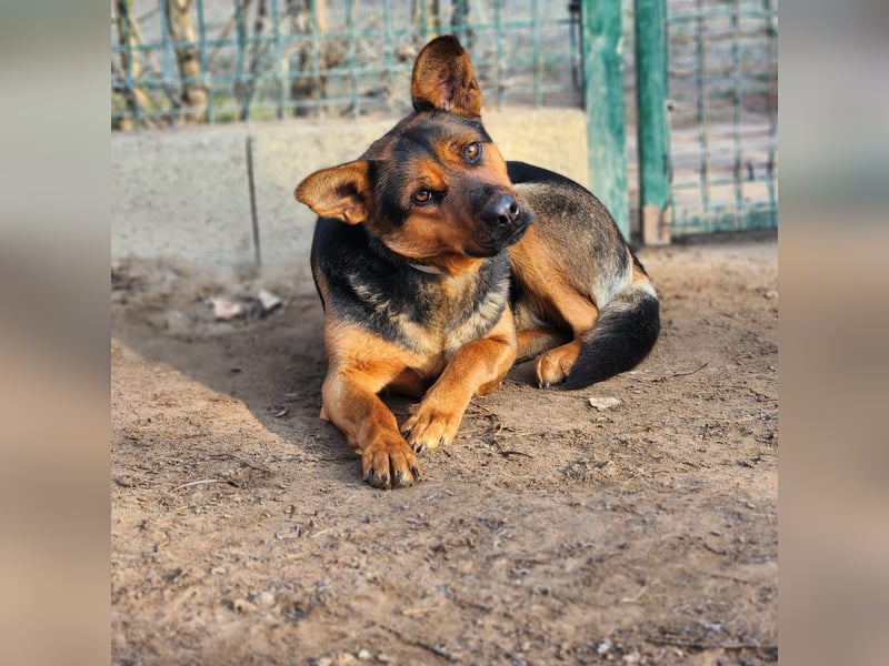 "Kleine" Adél auf der Suche nach ihrem großen Glück