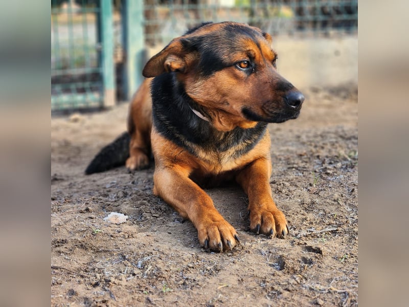 "Kleine" Adél auf der Suche nach ihrem großen Glück