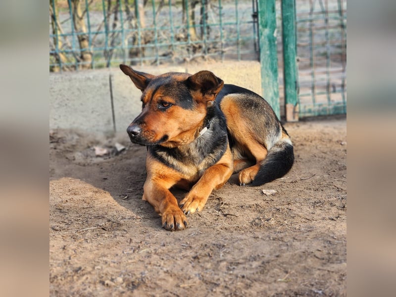 "Kleine" Adél auf der Suche nach ihrem großen Glück