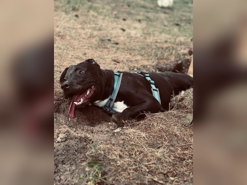 Maylo sucht ein neues zu Hause