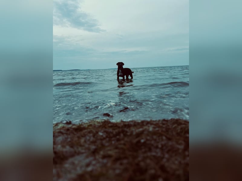 Maylo sucht ein neues zu Hause