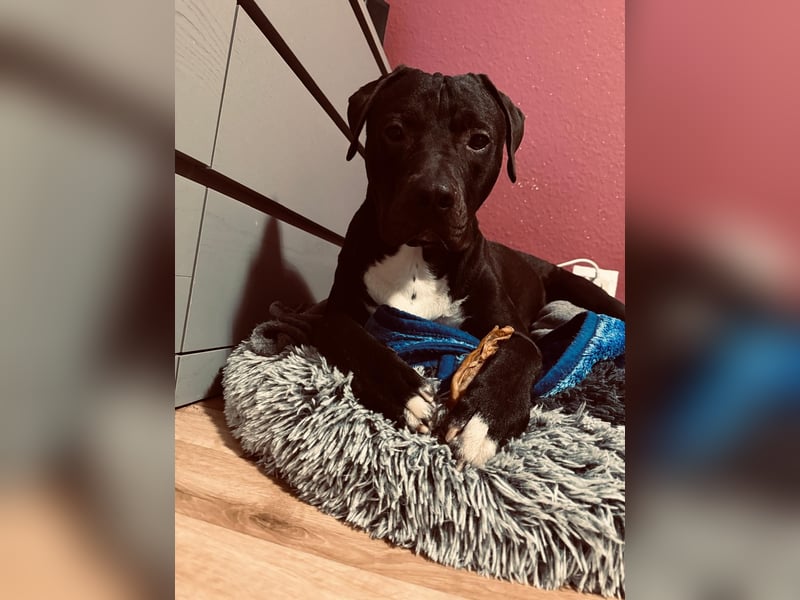 Maylo sucht ein neues zu Hause