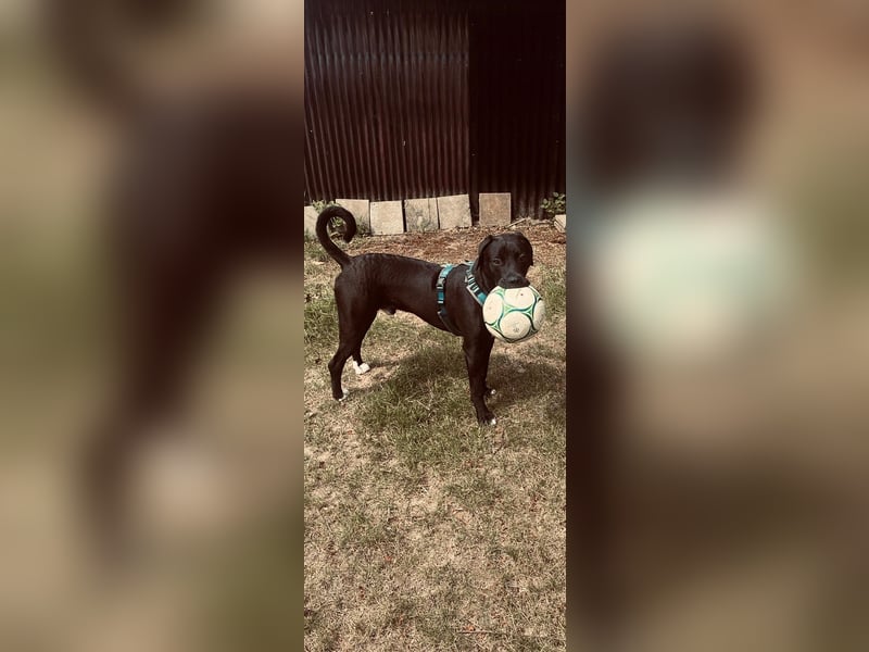 Maylo sucht ein neues zu Hause