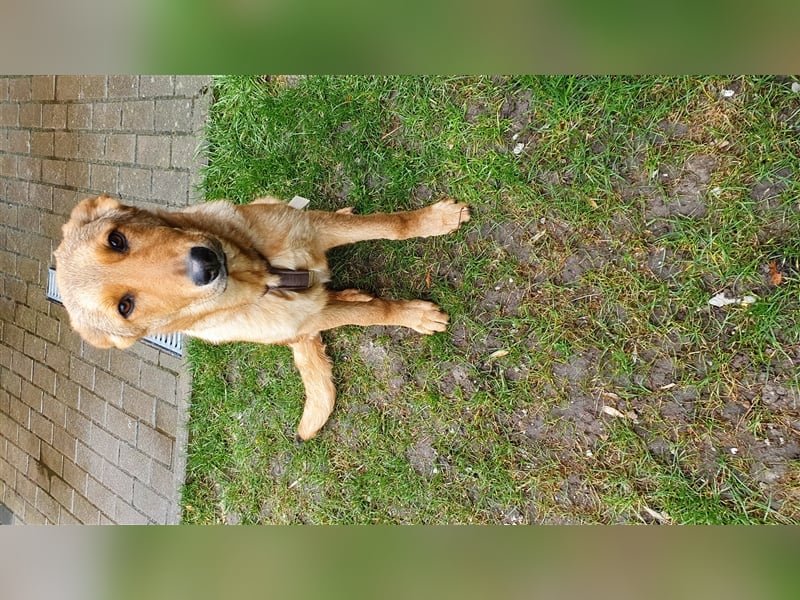 Duke, junger Mischlingsrüde