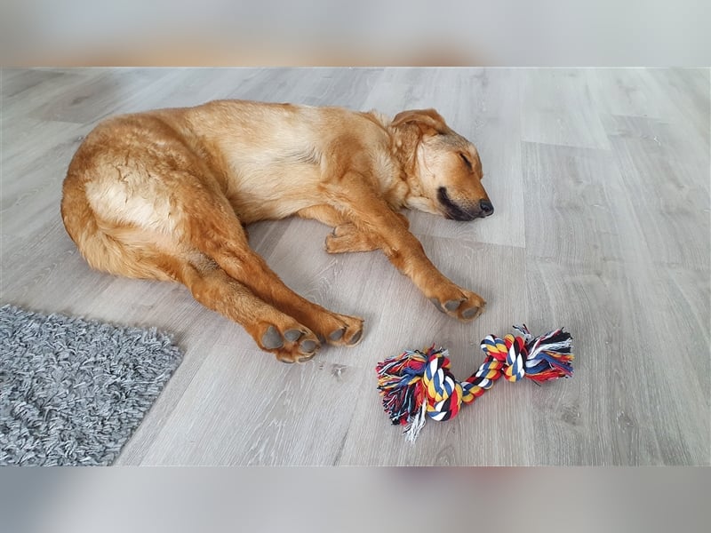 Duke, junger Mischlingsrüde