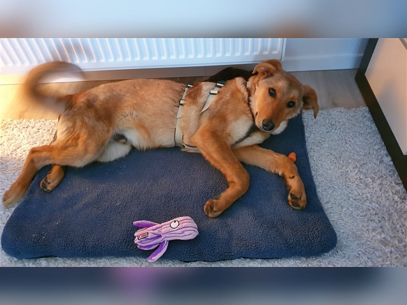 Duke, junger Mischlingsrüde