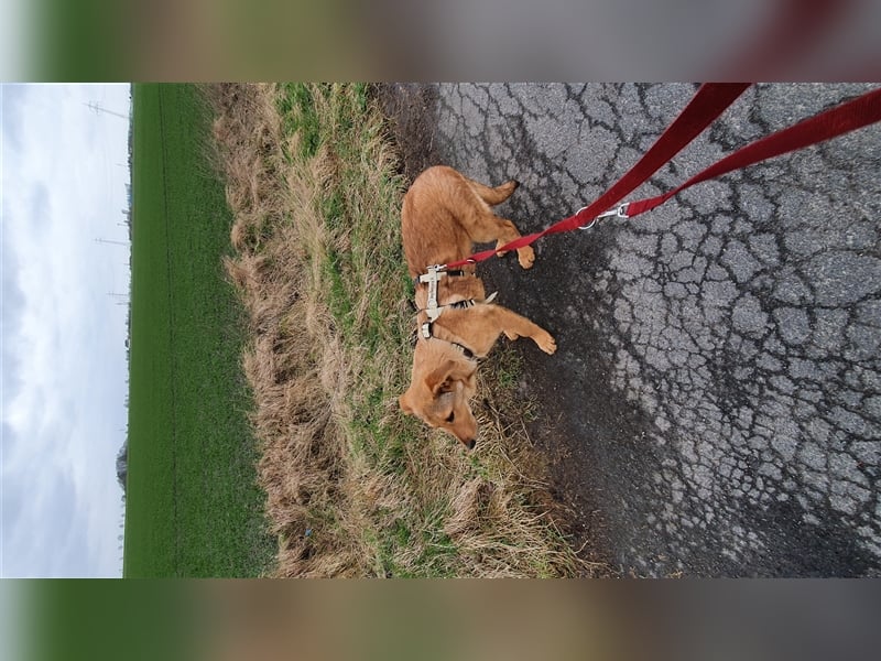 Duke, junger Mischlingsrüde