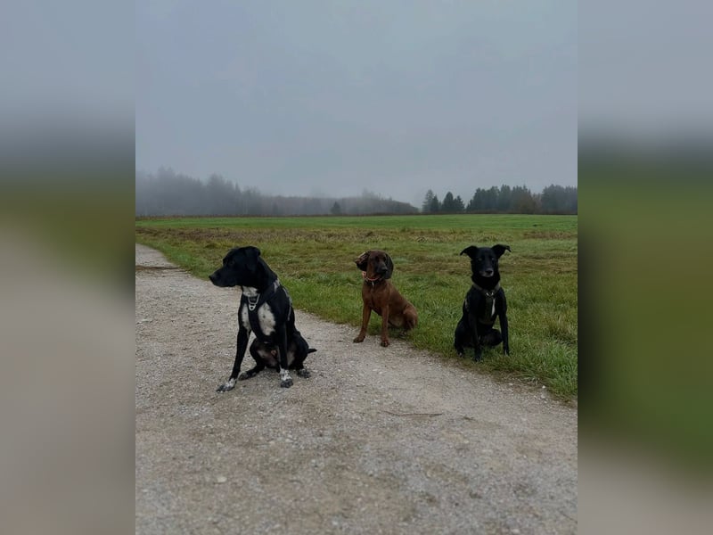Mika - Traumhund sucht Traumzuhause (wartet in 15806)