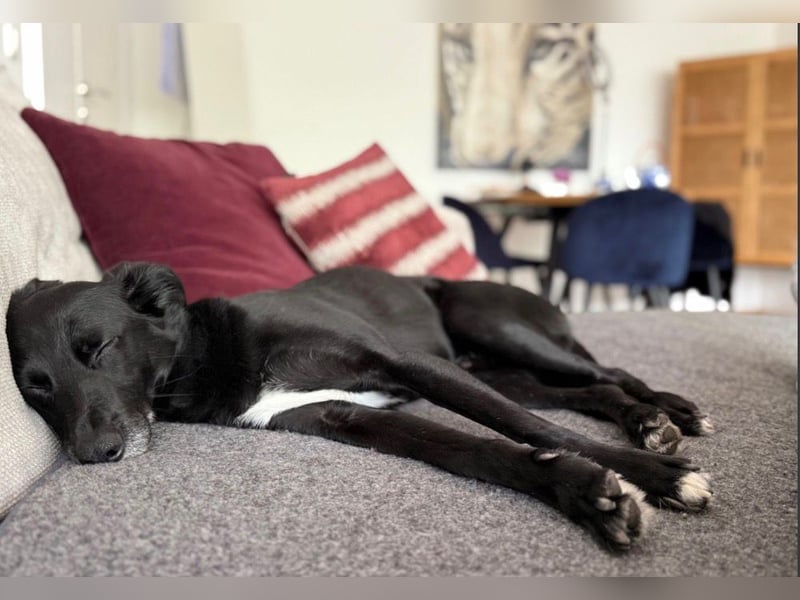 Mika - Traumhund sucht Traumzuhause (wartet in 15806)