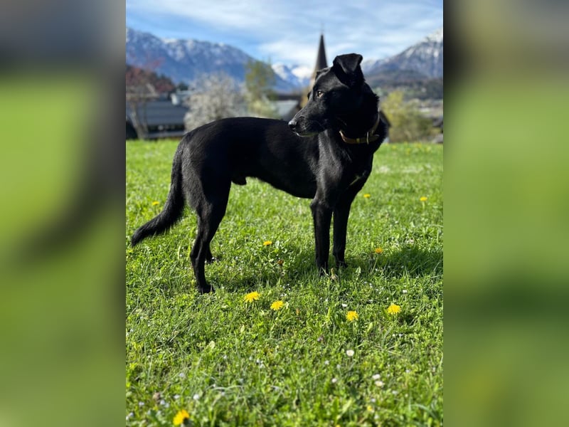Mika - Traumhund sucht Traumzuhause (wartet in 15806)