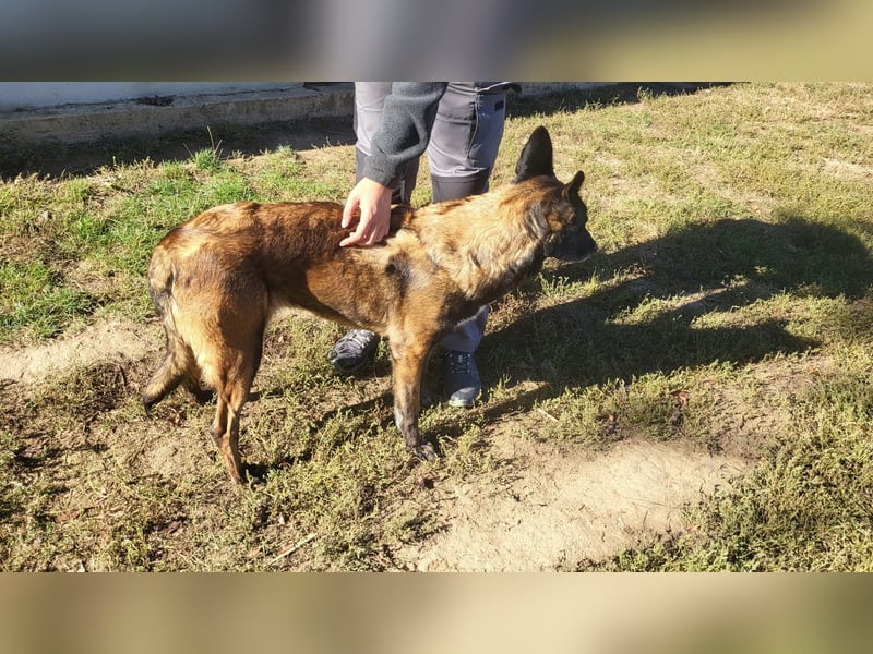 Arya – liebevolle, verschmuste Junghündin sucht ihre Menschen